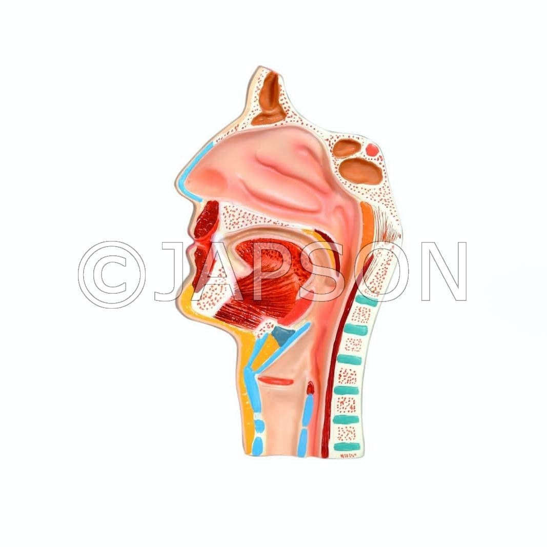 Model, Human Nose (Nasal - Throat Anatomy) Model, Human Nose (Nasal - Throat Anatomy)